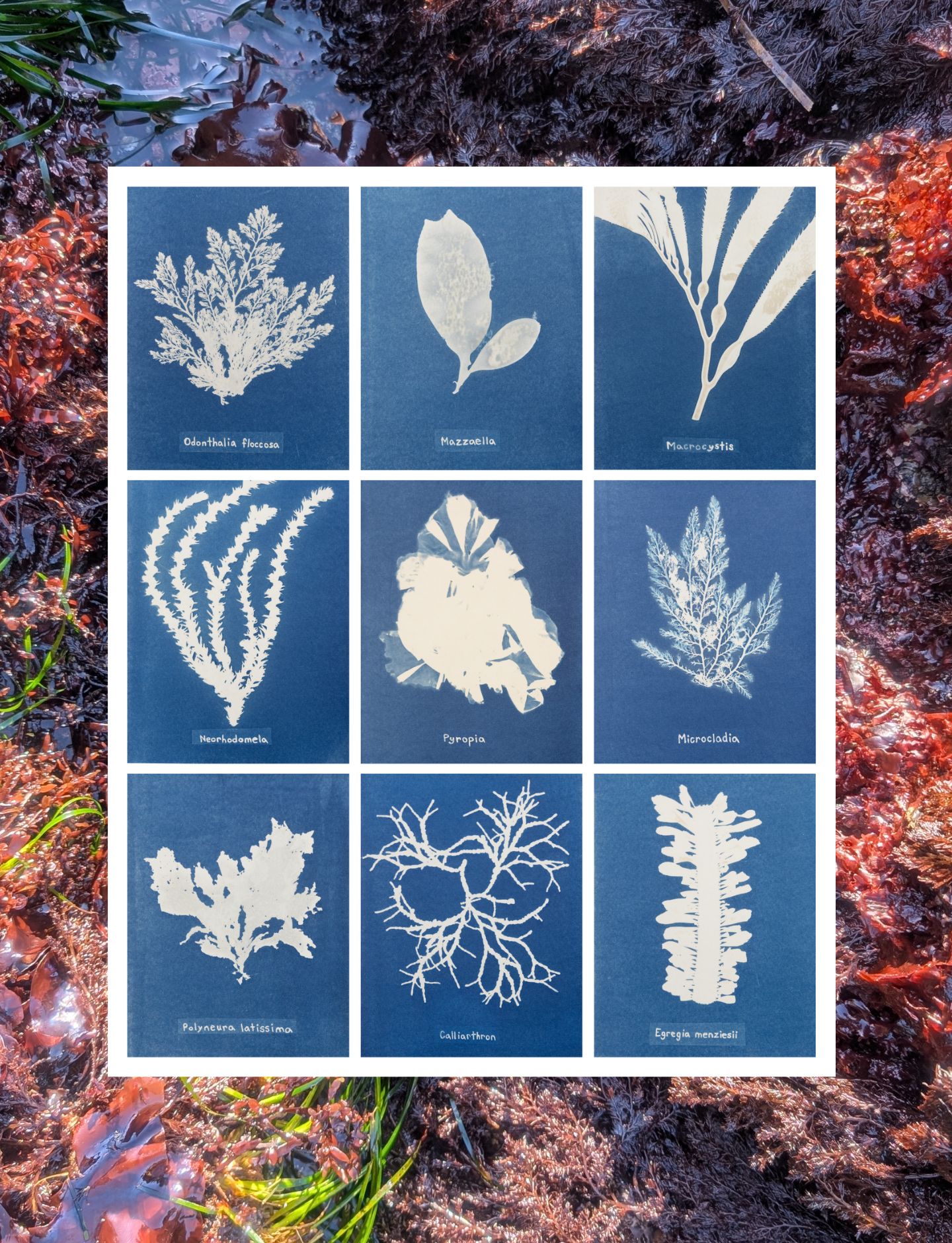 Seaweeds of Big Beach - Print