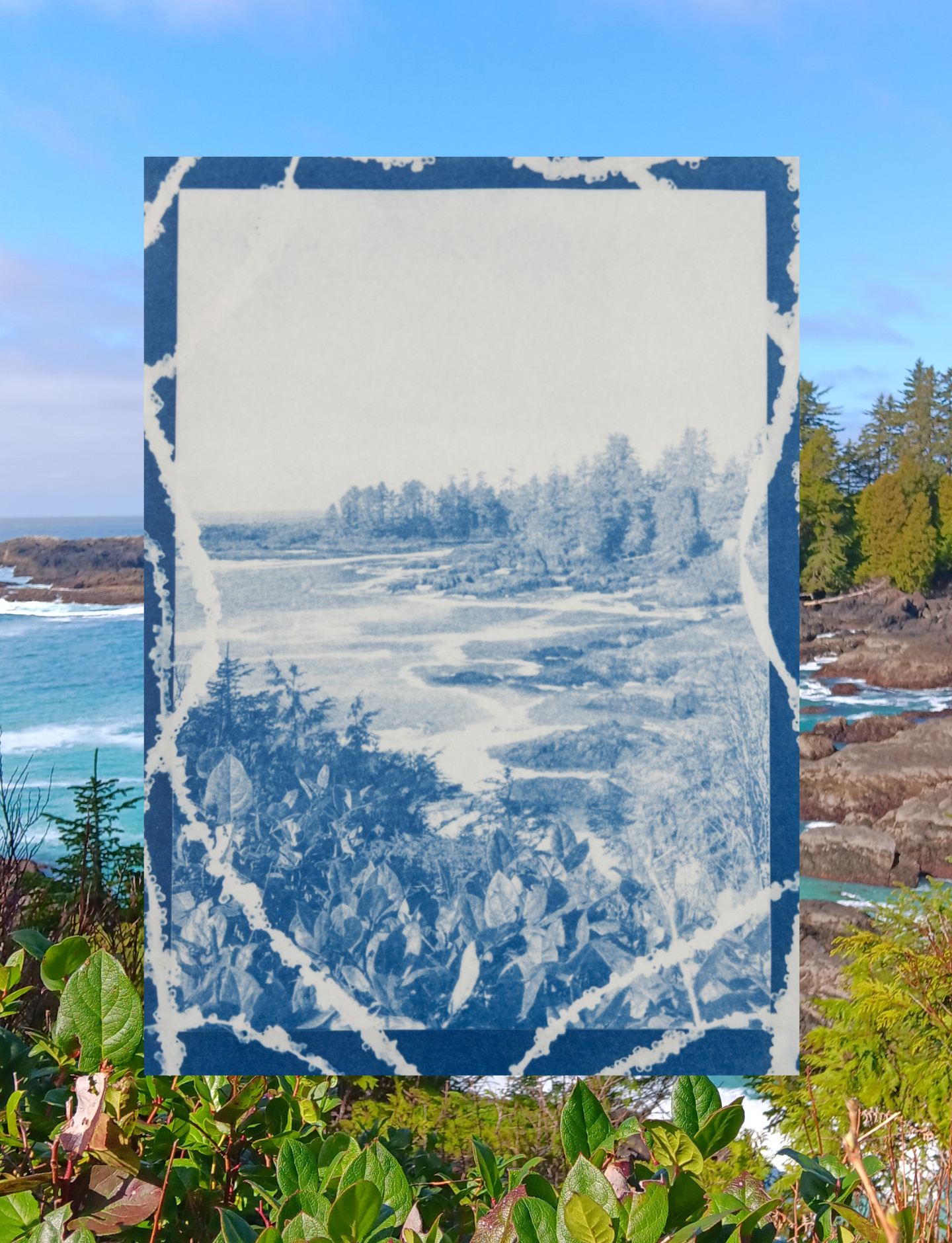 Herring Spawn - Art Card