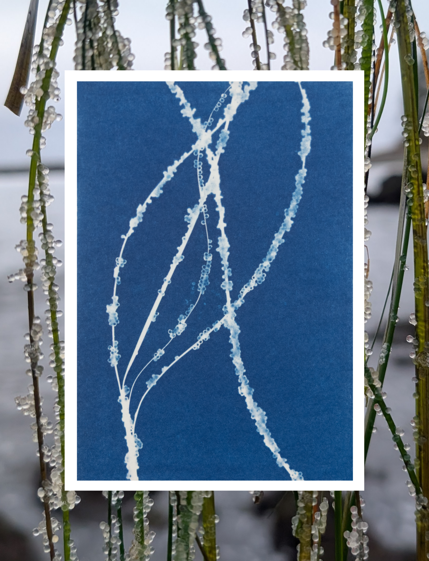 Roe on Surfgrass - Art Card