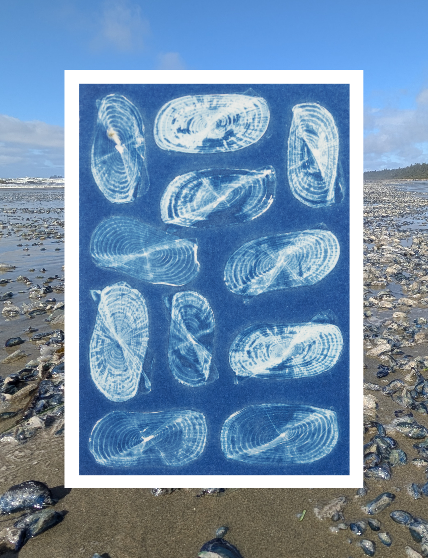 Vellela vellelas - Art Card