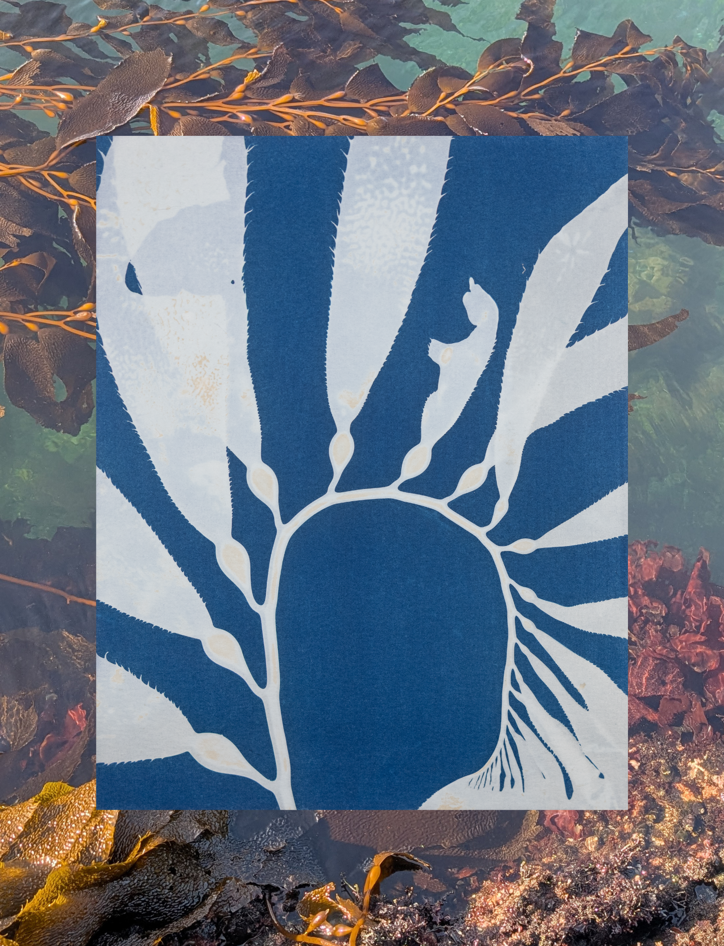 Giant Kelp (Macrocystis) - Print